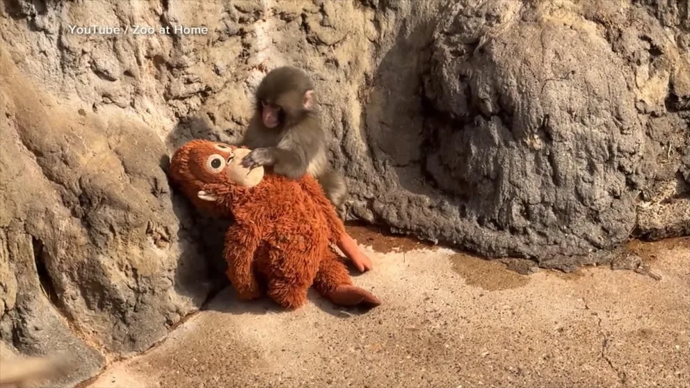 Baby monkey Punch gains peer acceptance at Japanese zoo, draws internet attention