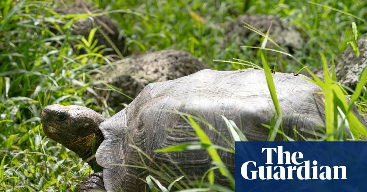 158 Giant Tortoises Reintroduced to Galápagos' Floreana Island After Nearly 200 Years